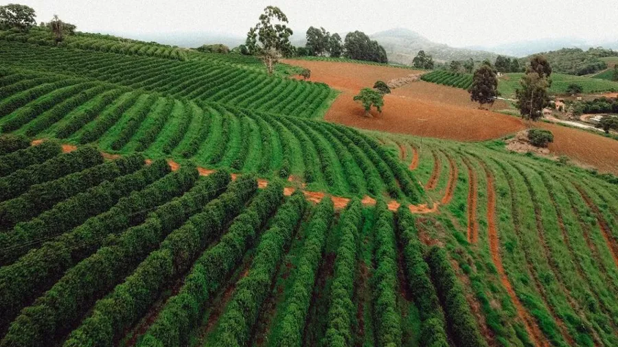 Lavouras de café nas montanhas da Mantiqueira de Minas